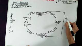 XI Botany Topic quotBasic Principle of Alternation of Generation in Plantsquot Lecture 1 [upl. by Jaimie]