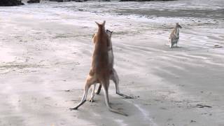 Wallaby Fight on the beach of Cape Hillsborough [upl. by Lora]