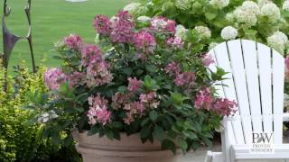 Little Quick Fire® Hydrangea paniculata [upl. by Cobby]