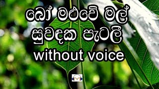 Bo Maluwe Mal Karaoke without voice බෝ මළුවේ මල් [upl. by Naget]