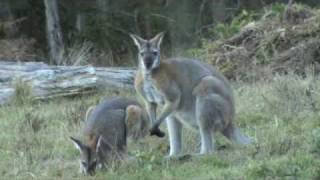 Australian Wildlife Wallabies courting [upl. by Brigida]