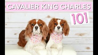 Cavalier King Charles Spaniels 101  Dog Facts  Herky The Cavalier [upl. by Svoboda114]