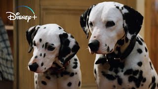 The Puppies get their Collars – 101 Dalmatians HD Movie Clip [upl. by Burn]