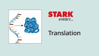 Translation Proteinbiosynthese  STARK erklärt [upl. by Allard917]