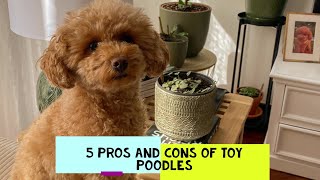 Toy Poodle Pros and Cons Should You Get One [upl. by Merrili847]