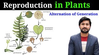 Reproduction in plants  Alternation of generation  life cycle of Pinus class 12 [upl. by Pembroke]