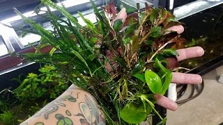 My top five EASY aquarium plants [upl. by Ecraep842]