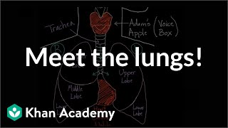 Meet the lungs  Respiratory system physiology  NCLEXRN  Khan Academy [upl. by Retxab]