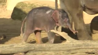 Elefantenbaby „Mäuschen“ begeistert Besucher im Zoo Hannover [upl. by Northrop]