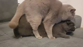 British Shorthair Cats mating  Katzen Paarung  Kedi Ciftlesmesi [upl. by Na]