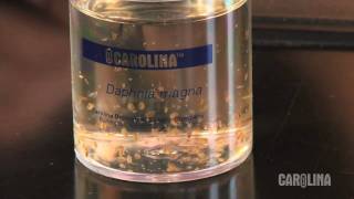 How to Care for Daphnia [upl. by Airehc]