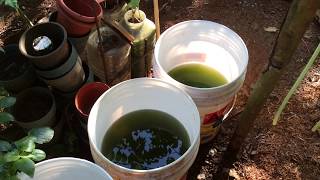 How to grow Green Water Algae [upl. by Russom]