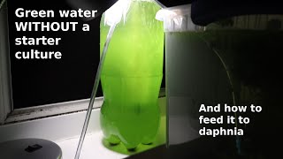 Green Water WITHOUT a Starter Culture  From Scratch  How To [upl. by Calisa361]