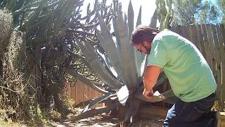 Blue Agave Trimming [upl. by Hofmann]