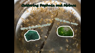 How To Culture Daphnia and Moinas using Green Water Spirulina powder [upl. by Nananne]