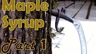 Making Maple Syrup Part 1 How to Select amp Tap a Maple Tree [upl. by Temp]