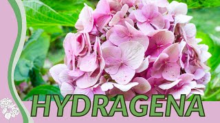 HYDRANGEA For Beginners quotHORTENSIAquot Hydrangea macrophylla Merritts Supreme [upl. by Nyla]