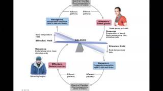 Human Anatomy and Physiology Homeostasis [upl. by Asihtal]