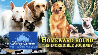 Homeward Bound and The Incredible Journey  DisneyCember [upl. by Annabel]