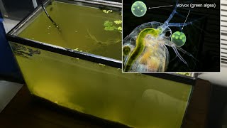 Raising Daphnia for the Freshwater Aquarium [upl. by Lesig]