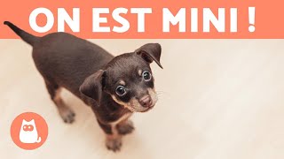 RACES DE CHIENS MINIATURES ou TOY 🐶 TOP 10 [upl. by Nimoynib]