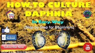 HOW TO CULTURE DAPHNIA In Easy Way [upl. by Labors]