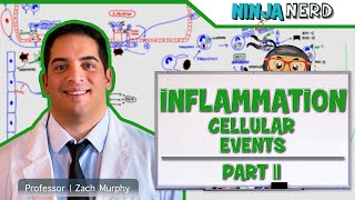 Immunology  Inflammation Cellular Events Part 2 [upl. by Miko506]